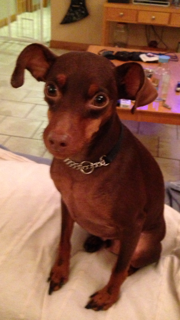 Hershey Hershey